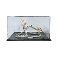 Объемная модель Скелеты хордовых Скелет лягушки 1