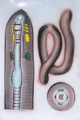 Барельєфная модель Внутреннее и внешнее строение дождевого червя 1
